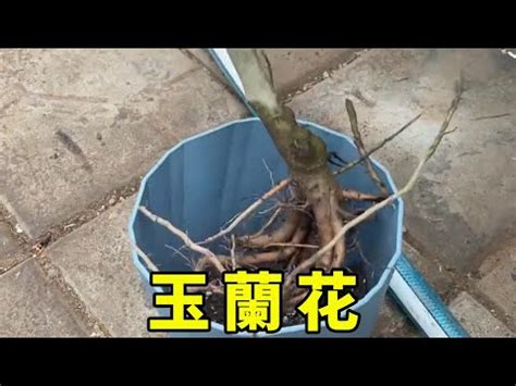 玉 蘭花 擋煞|【玉蘭花擋煞】玉蘭花「擋煞聚氣」的神奇傳説：實戰見證與民間。